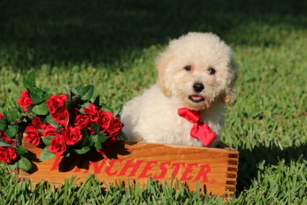 Princess Puppies Website Launch